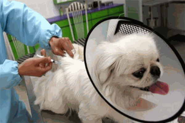 伊康寵物醫(yī)院