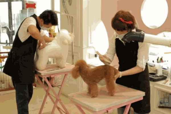 米艾寵物會(huì)所