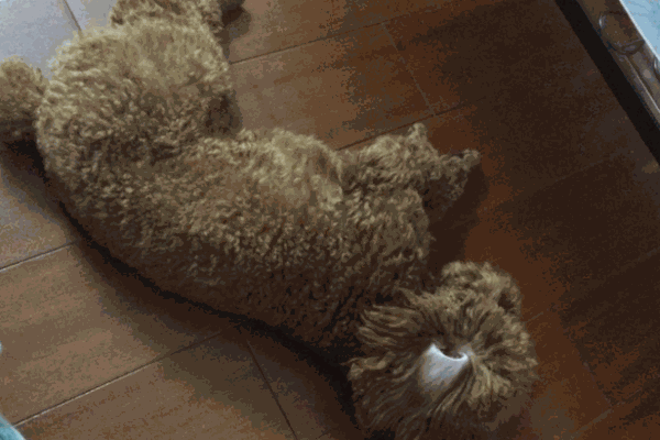 機靈鬼寵物醫(yī)院