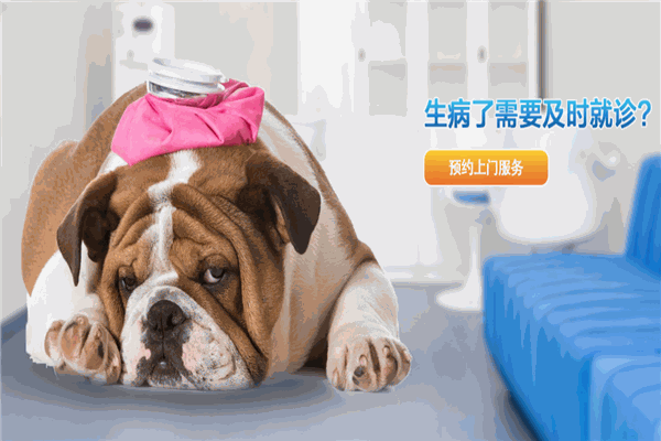 申普寵物醫(yī)院