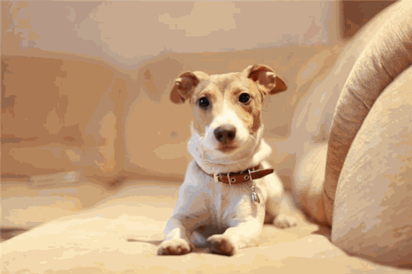 唐琴寵物養(yǎng)護