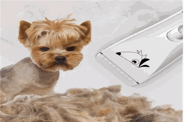 寵友友寵物用品