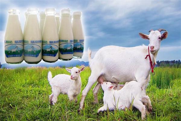北京鮮羊奶