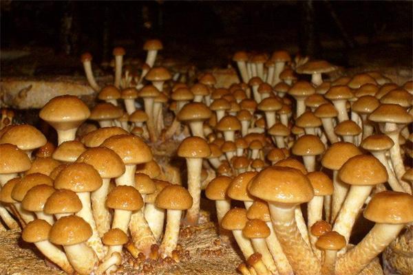 黃松甸食用菌