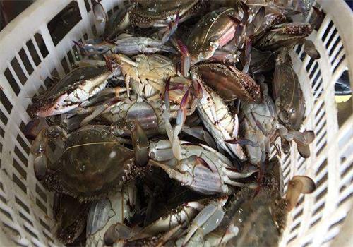 梭子蟹養(yǎng)殖