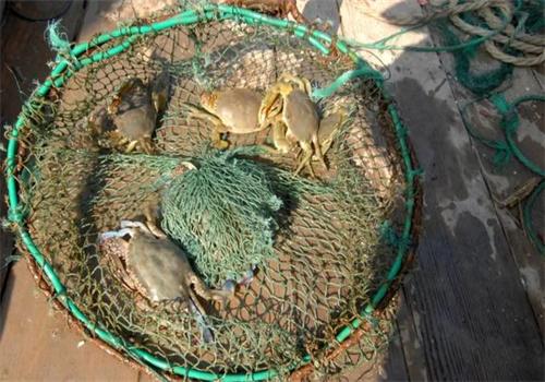 梭子蟹養(yǎng)殖