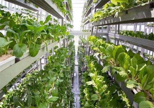 谷子地開心農(nóng)場(chǎng)