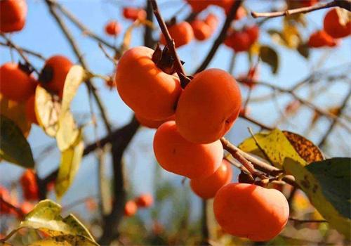 恭城匯坤農(nóng)品